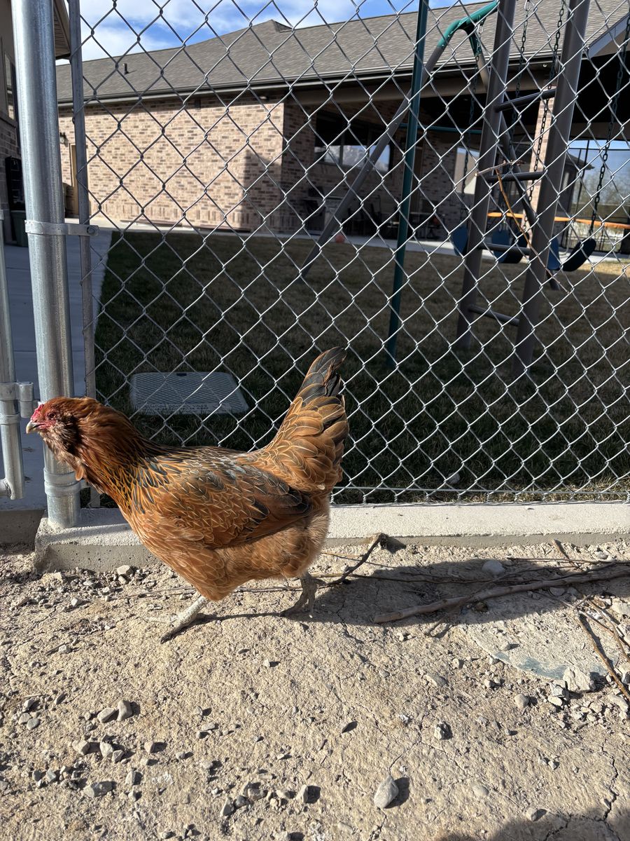 Free Hen -  not laying anymore 6 plus years old