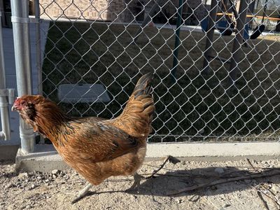 Free Hen - not laying anymore 6 plus years old