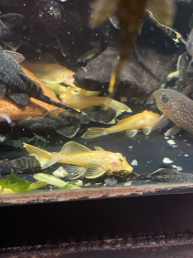 Albino Busy-Nose Pleco's