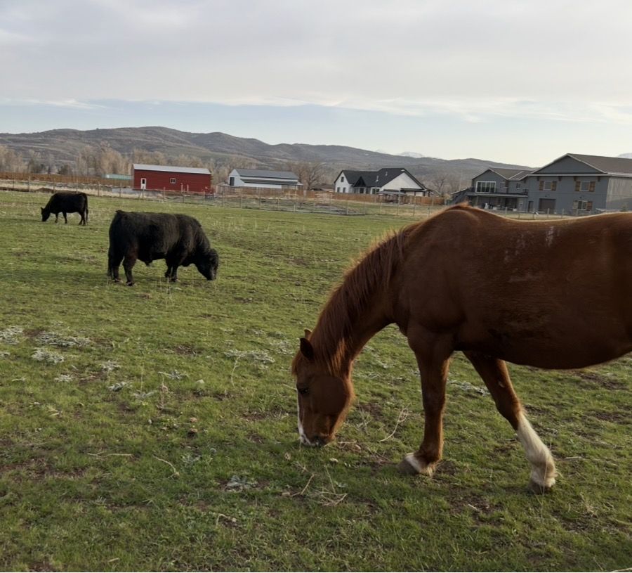 Horse