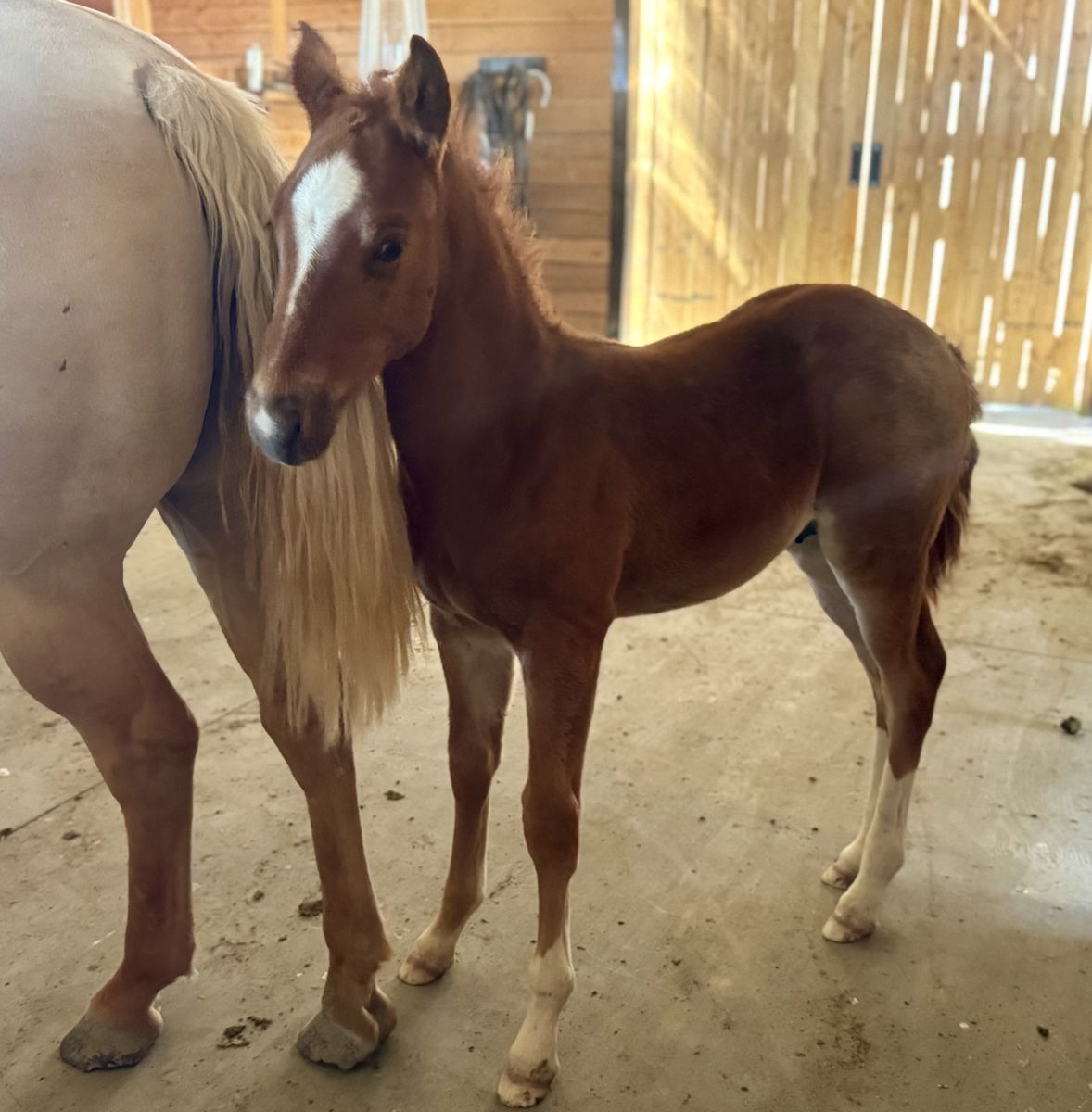 Aqha colt