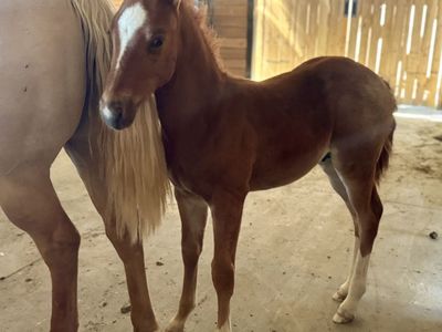Aqha colt