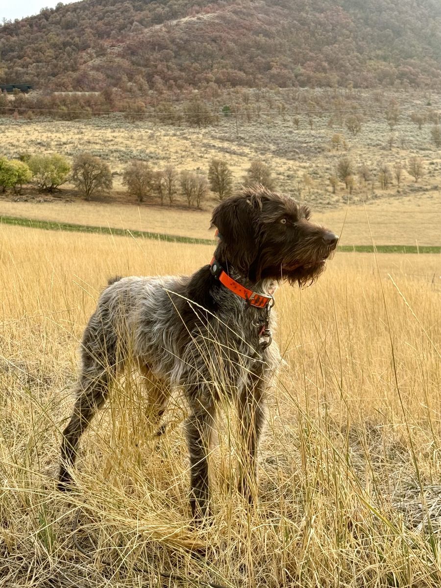 Proven AKC/NAVHDA Wirehair Pointer Stud