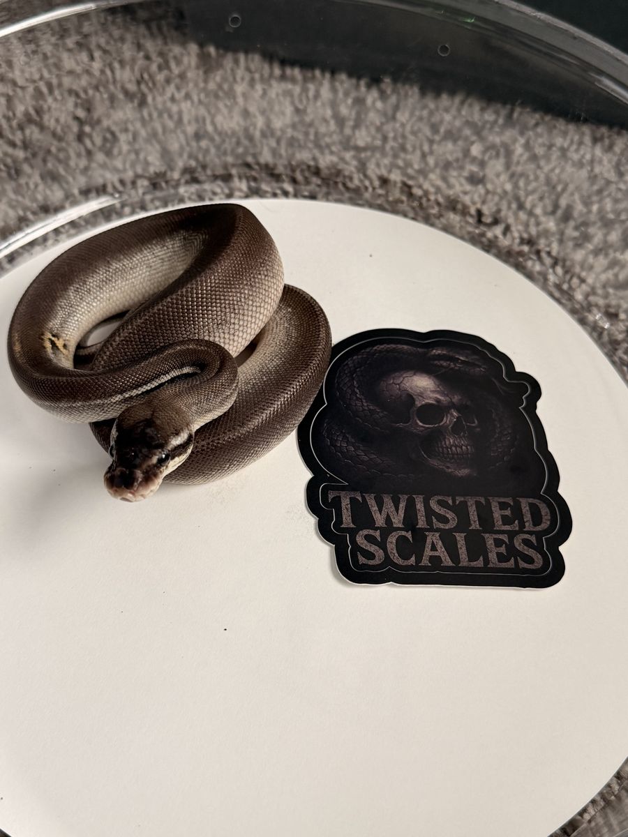 Female Ball Python