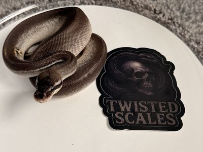 Female Ball Python