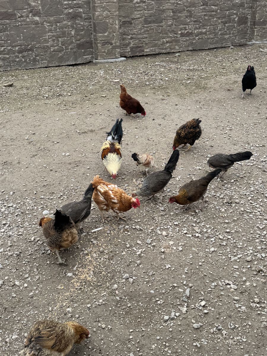 Laying Chickens & Game Hens