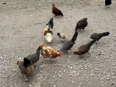 Laying Chickens & Game Hens