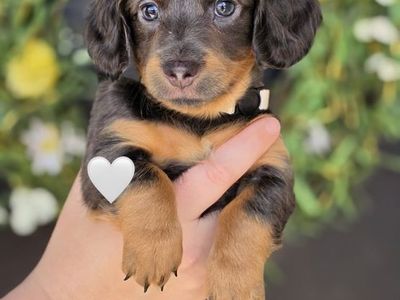 Dachshund Puppies
