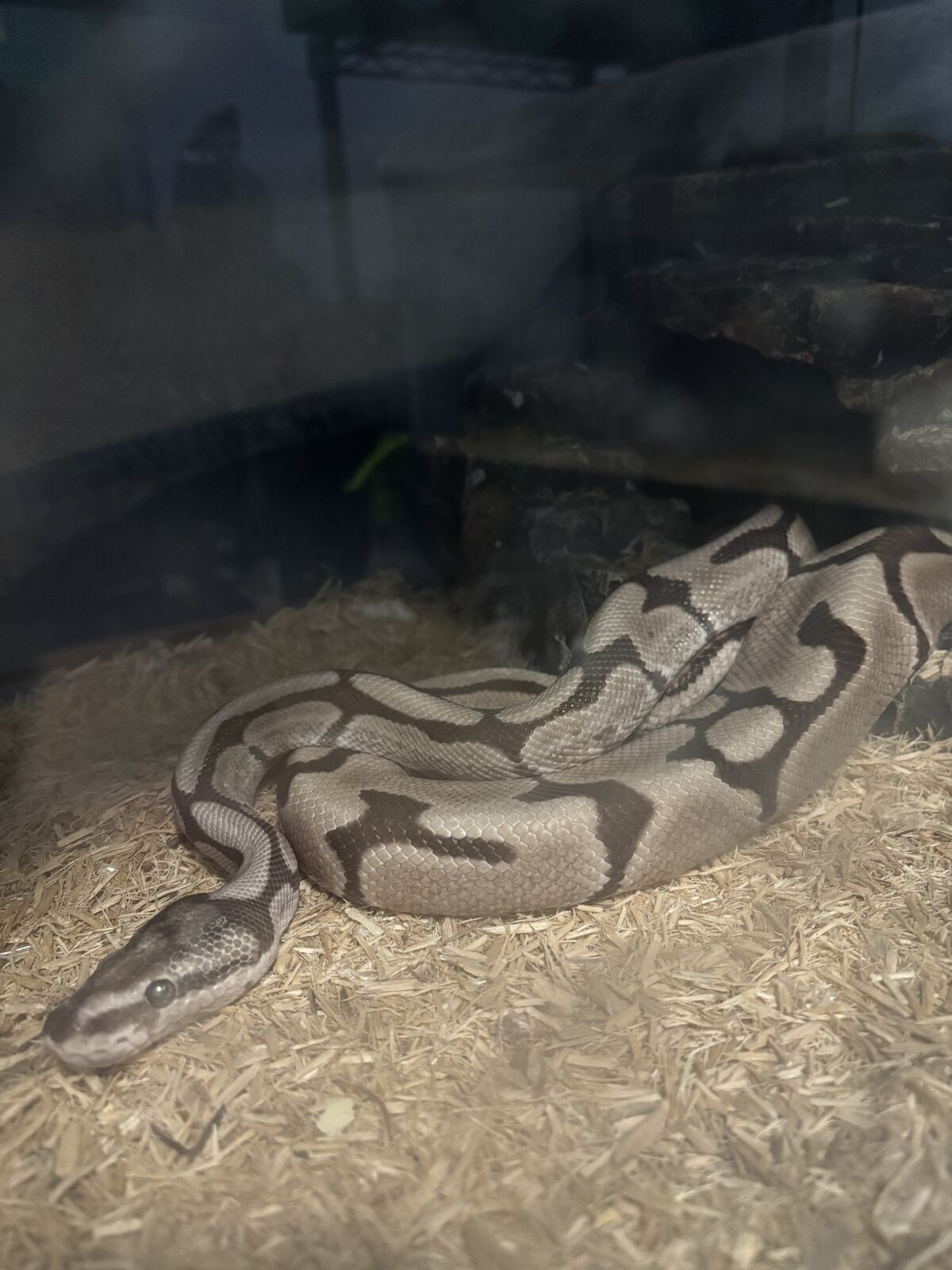 Two ball pythons tanks included