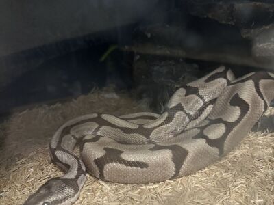 Two ball pythons tanks included