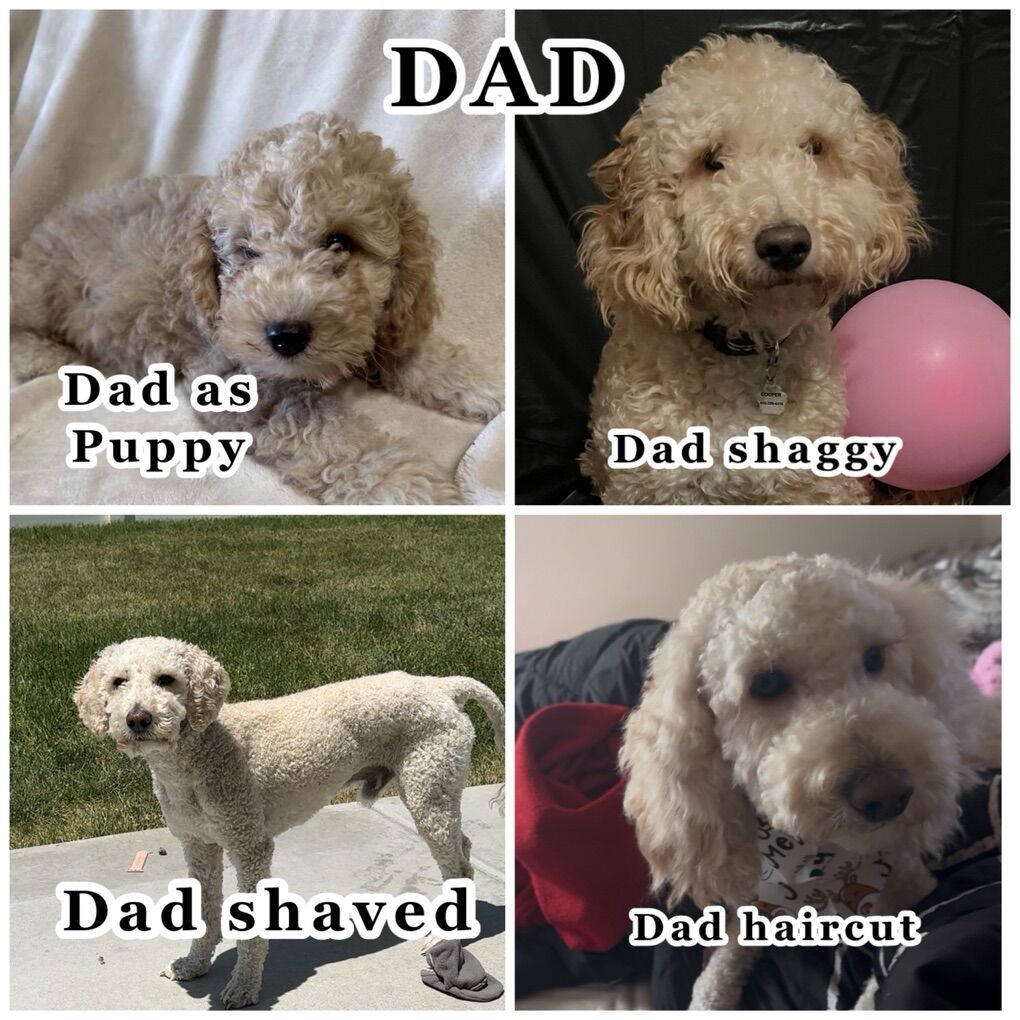 GOLDEN DOODLE PUPPIES (7)