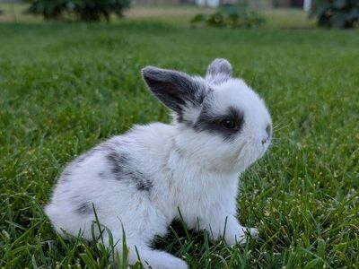 Holland Lop baby bunnies