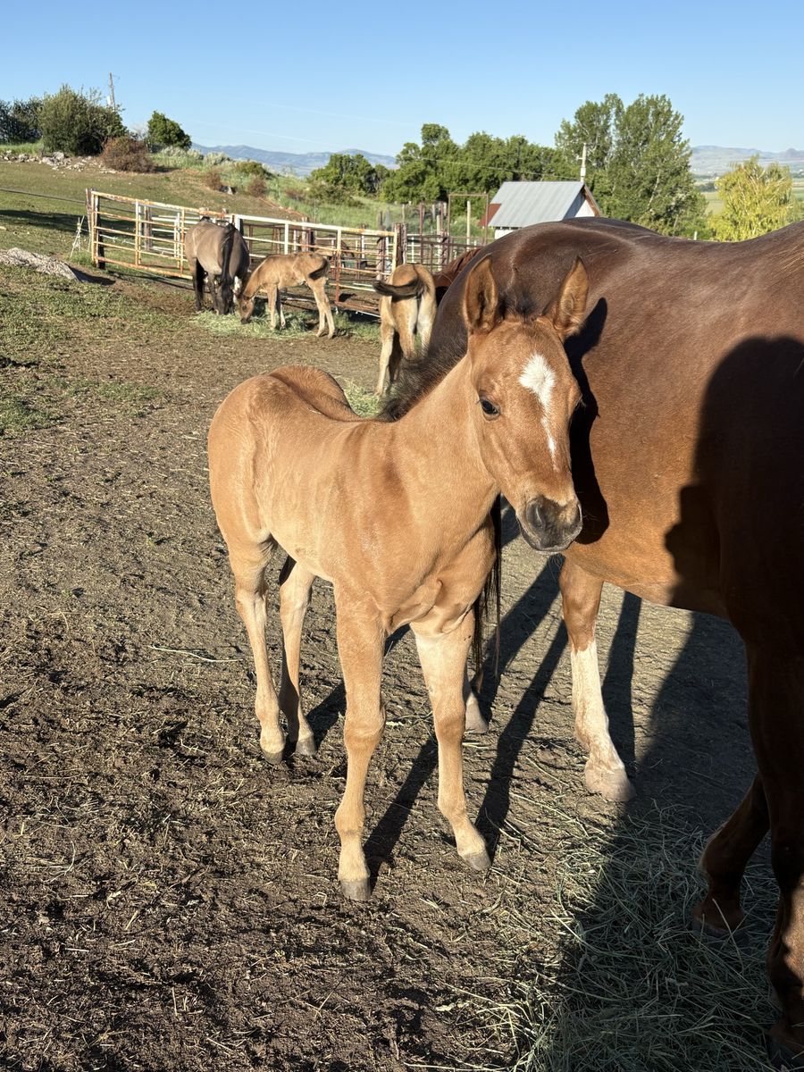 APHA Solid Paint Ranch/Rope Prospect Colt foaled 5/11/26