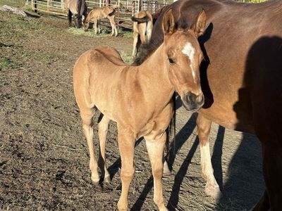 APHA Solid Paint Ranch/Rope Prospect Colt foaled 5/11/26