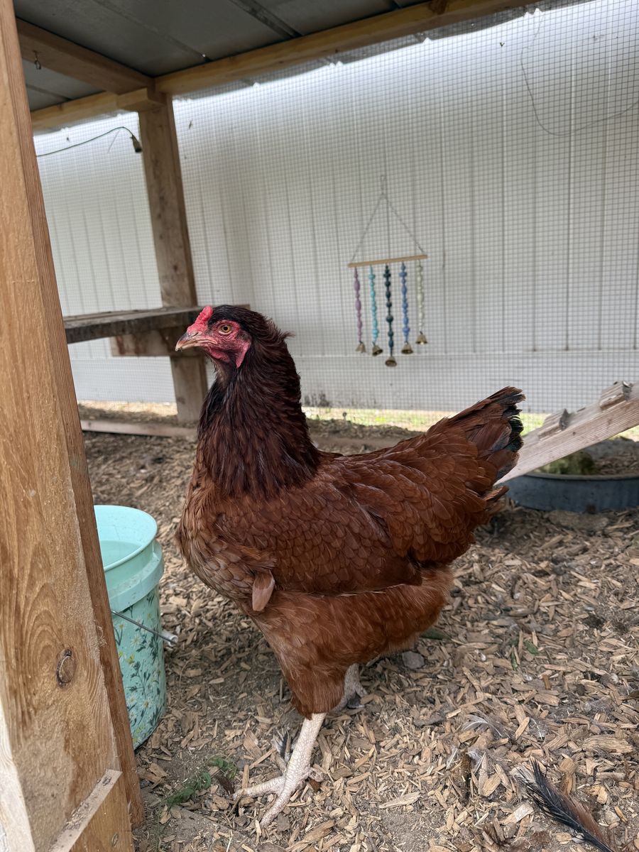 3 egg laying hens