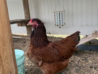 3 egg laying hens