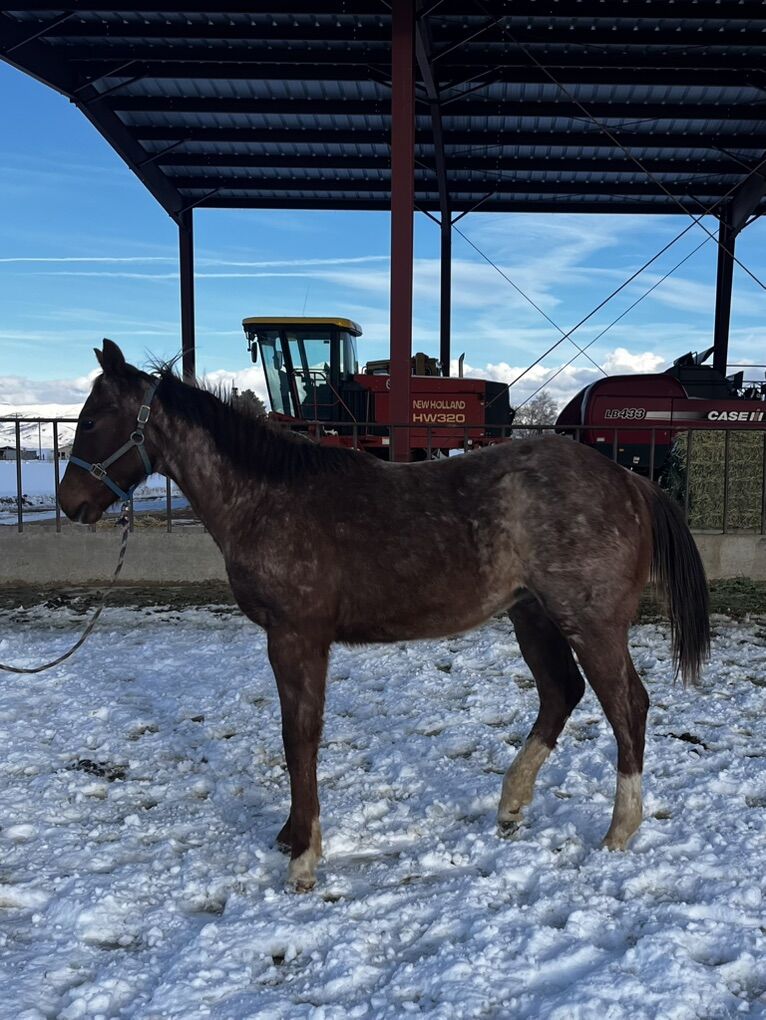 AQHA Yearling Colt
