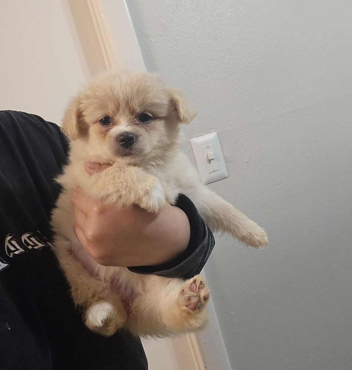 pomeranian mix girls