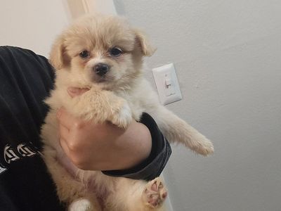 pomeranian mix girls