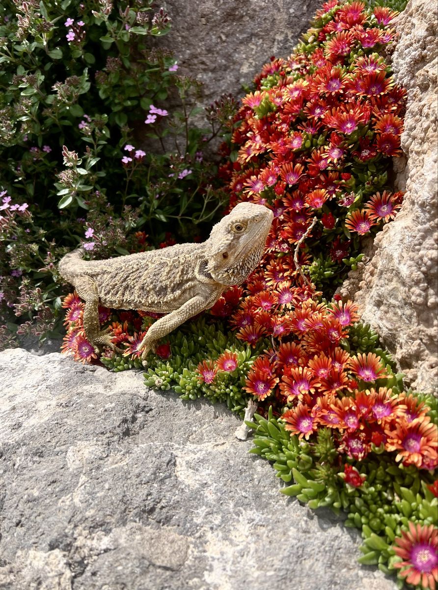 Bearded Dragon