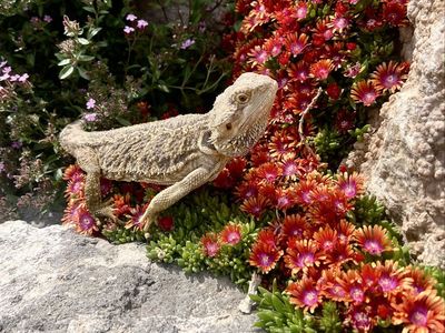 Bearded Dragon