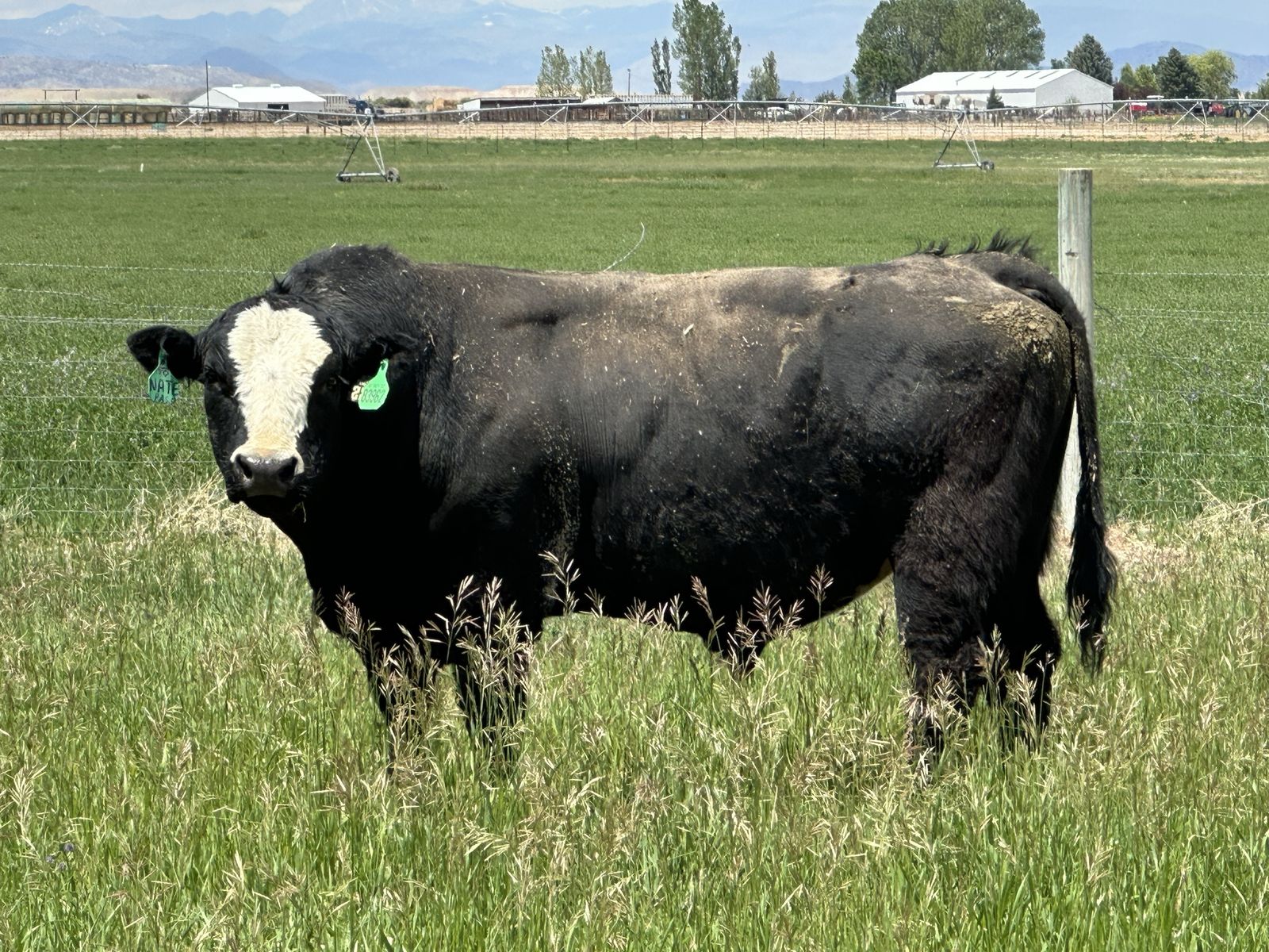 4yr old sim/cross bull