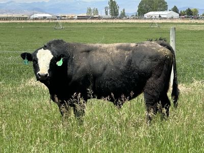 4yr old sim/cross bull