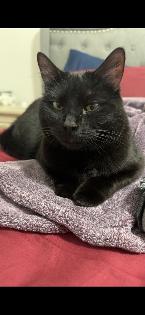 Domestic Short Hair Black Cat