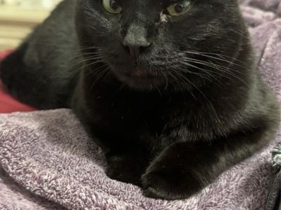 Domestic Short Hair Black Cat