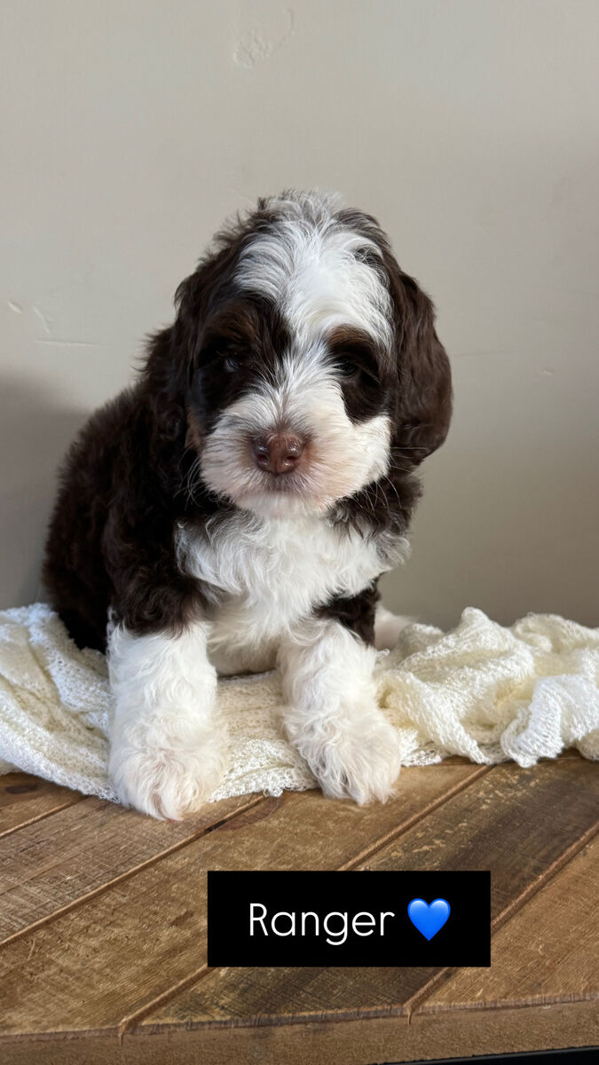 Micro-Mini Bernedoodles.