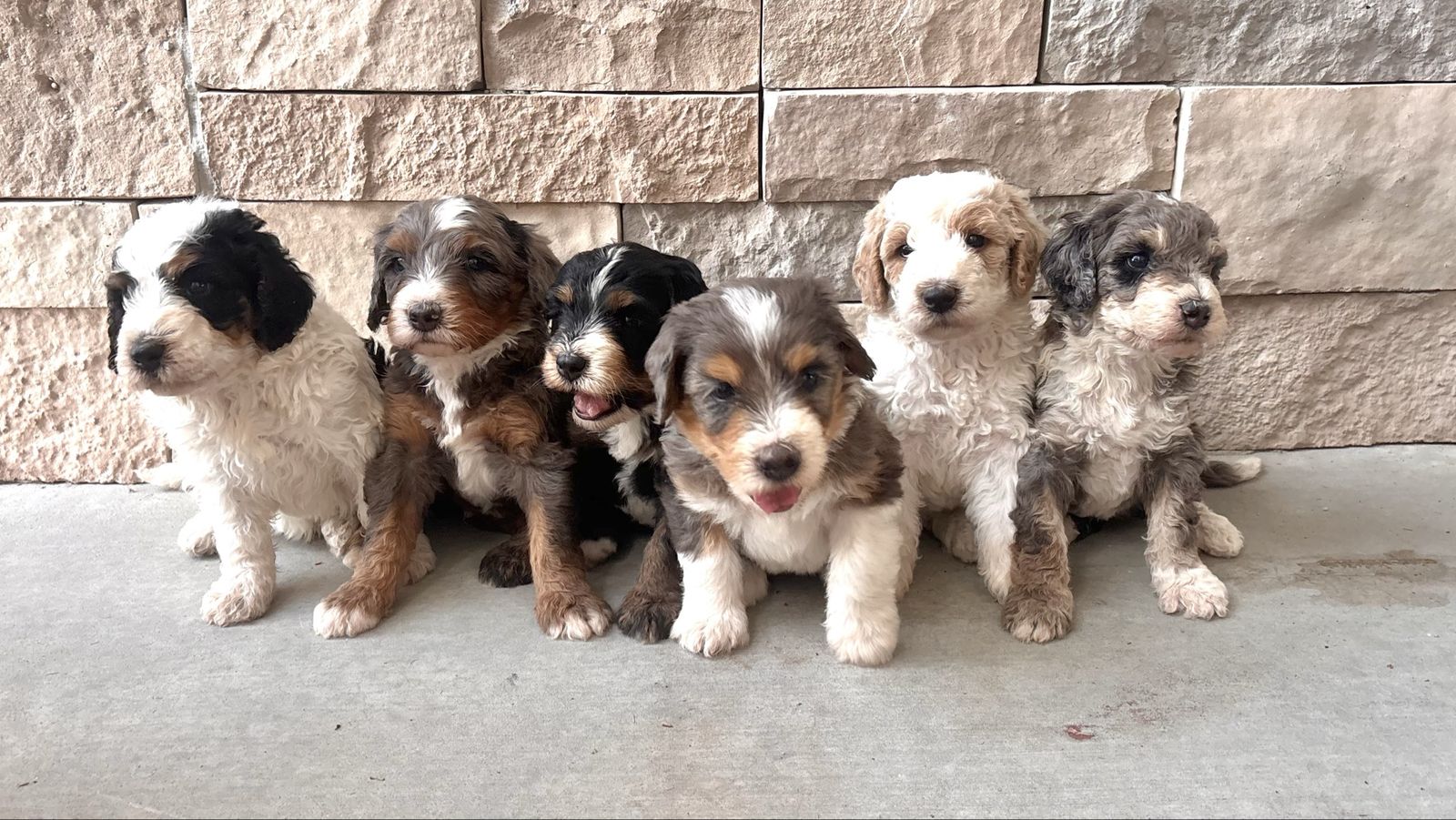 Multigenerational Mini Bernedoodle Puppies
