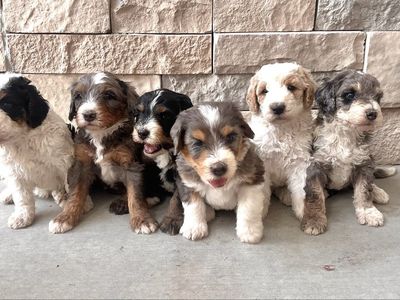 Multigenerational Mini Bernedoodle Puppies