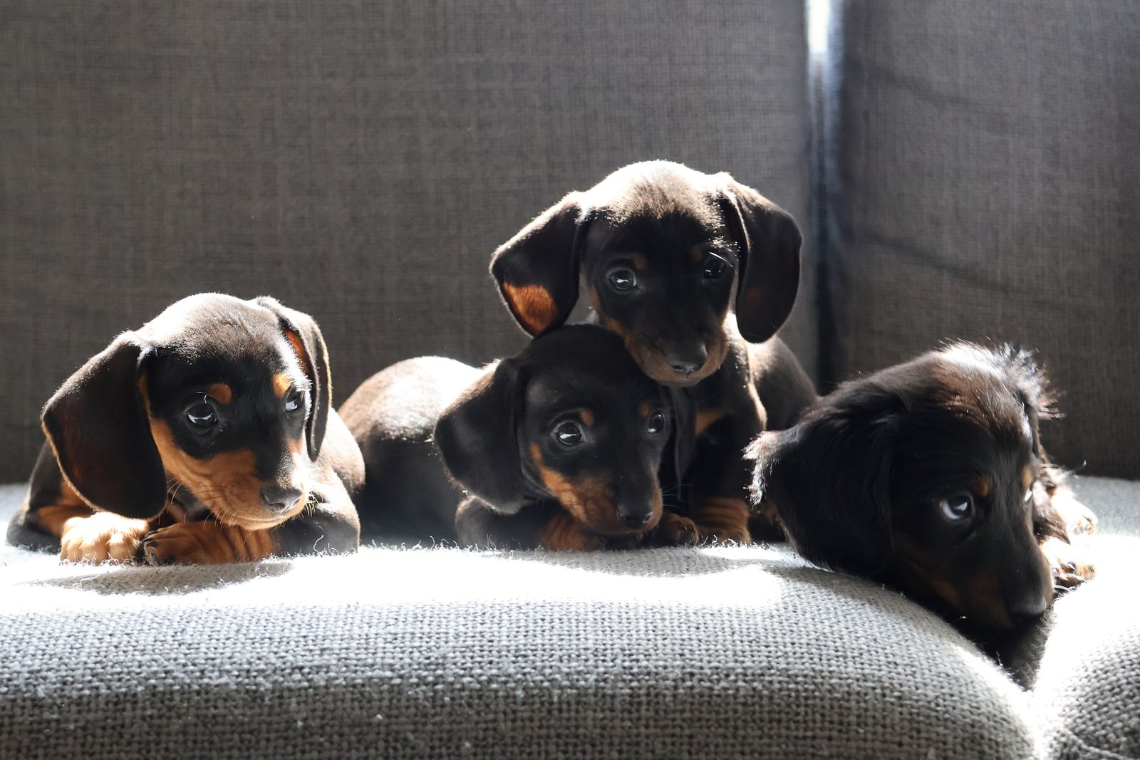 Adorable Dachshund Puppies – Ready to go!