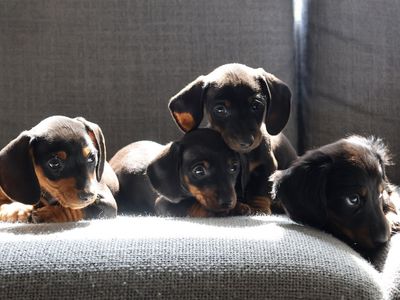 Adorable Dachshund Puppies – Ready to go!
