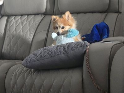 Luna needs to find her perfect home!