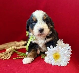 Utah Bred and Born Bernese Mountain Dogs