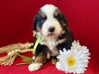 Utah Bred and Born Bernese Mountain Dogs