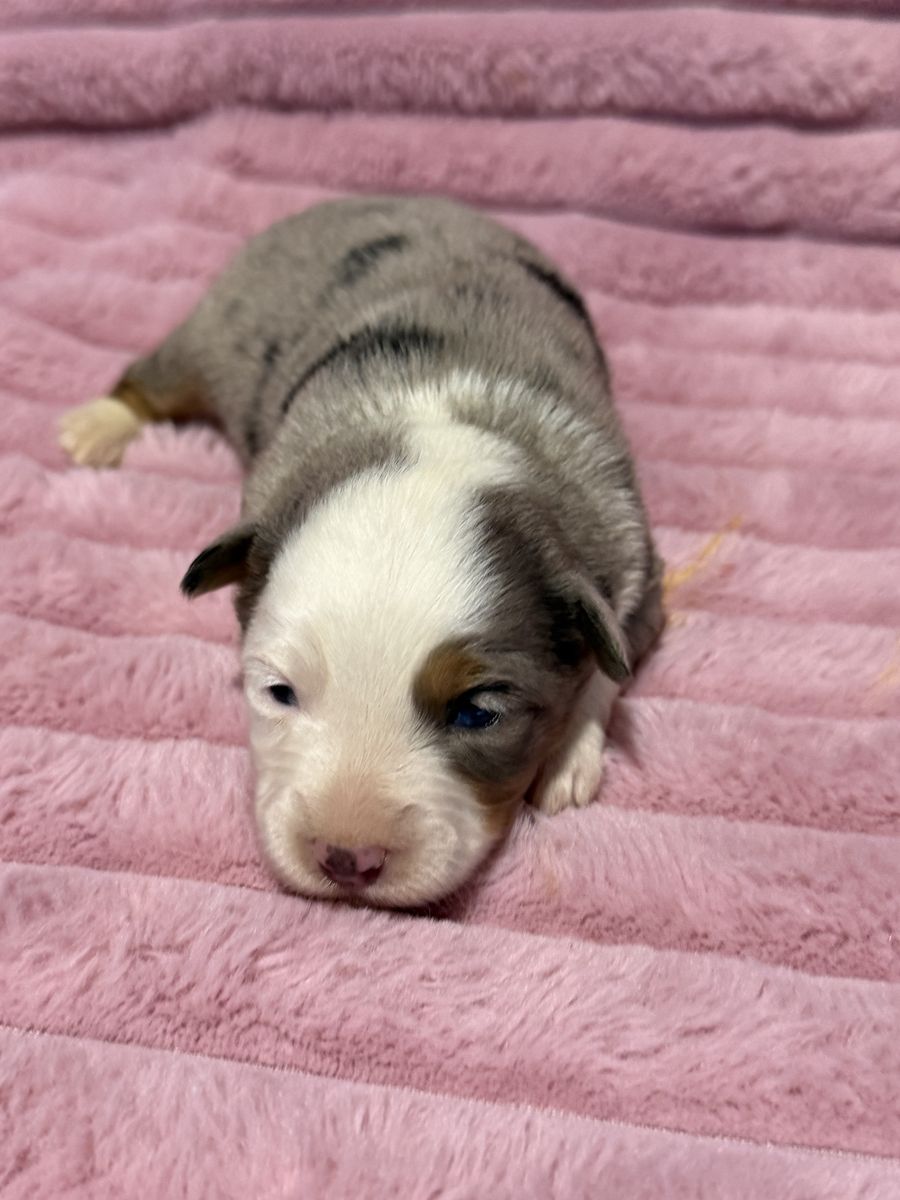 TIny Toy Aussie Puppies Australian Shepherd