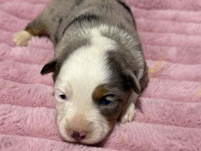 TIny Toy Aussie Puppies Australian Shepherd