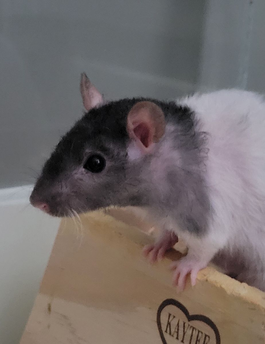 Adorable Female Fancy Rat