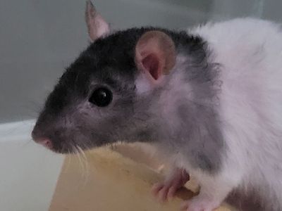 Adorable Female Fancy Rat