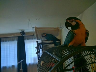 Blue & Gold Macaws