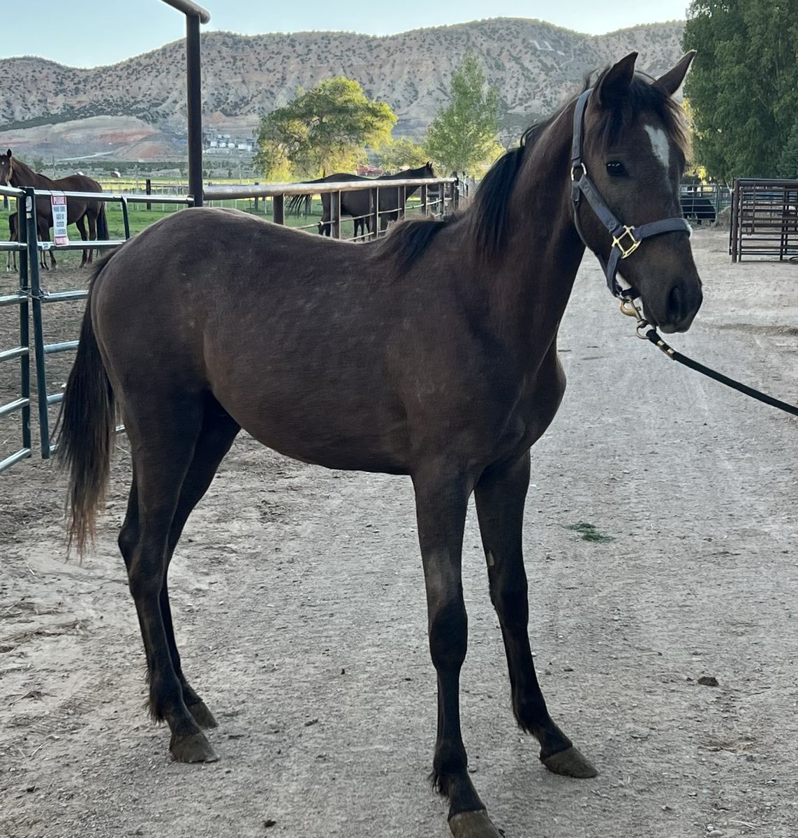 Foxtrotter Colt
