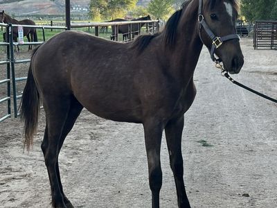 Foxtrotter Colt