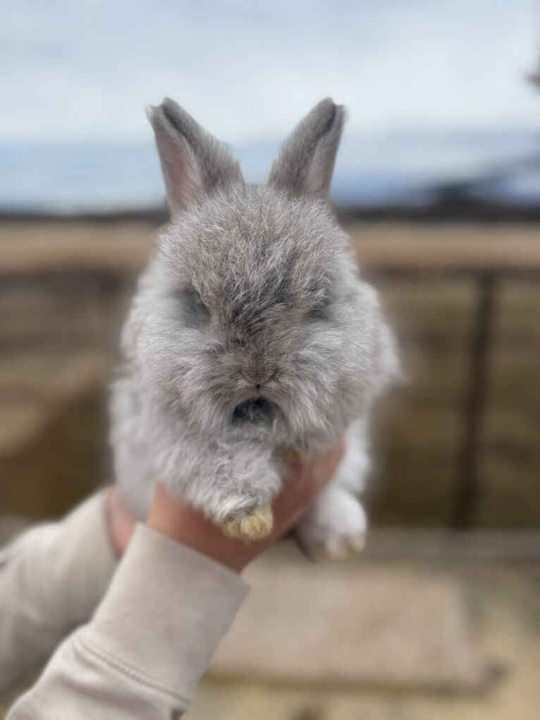 English Angora Bunnies