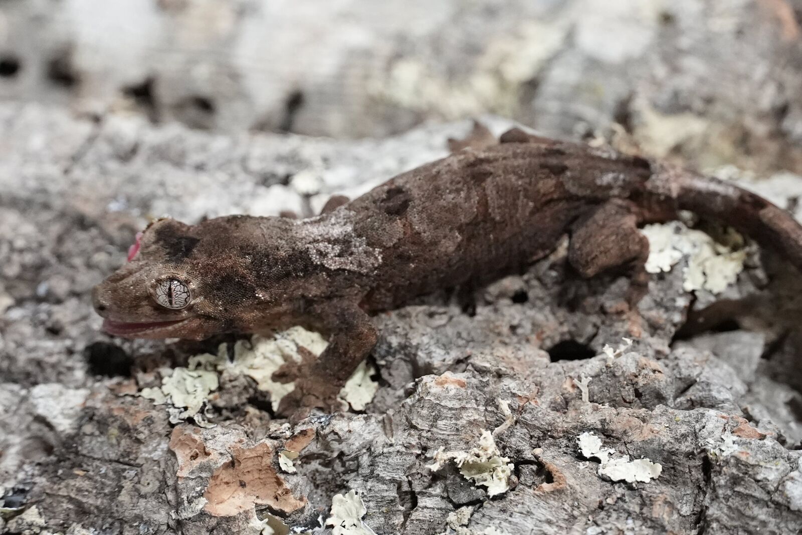 White collar chahoua gecko