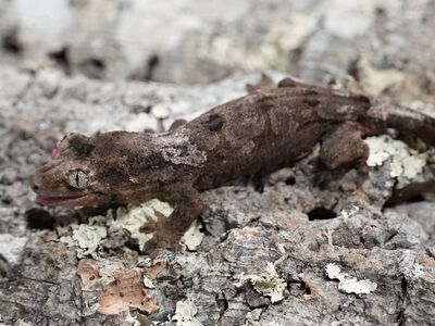 White collar chahoua gecko