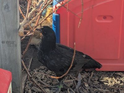 F1 and F2 Olive Egger Pullets chicken hen