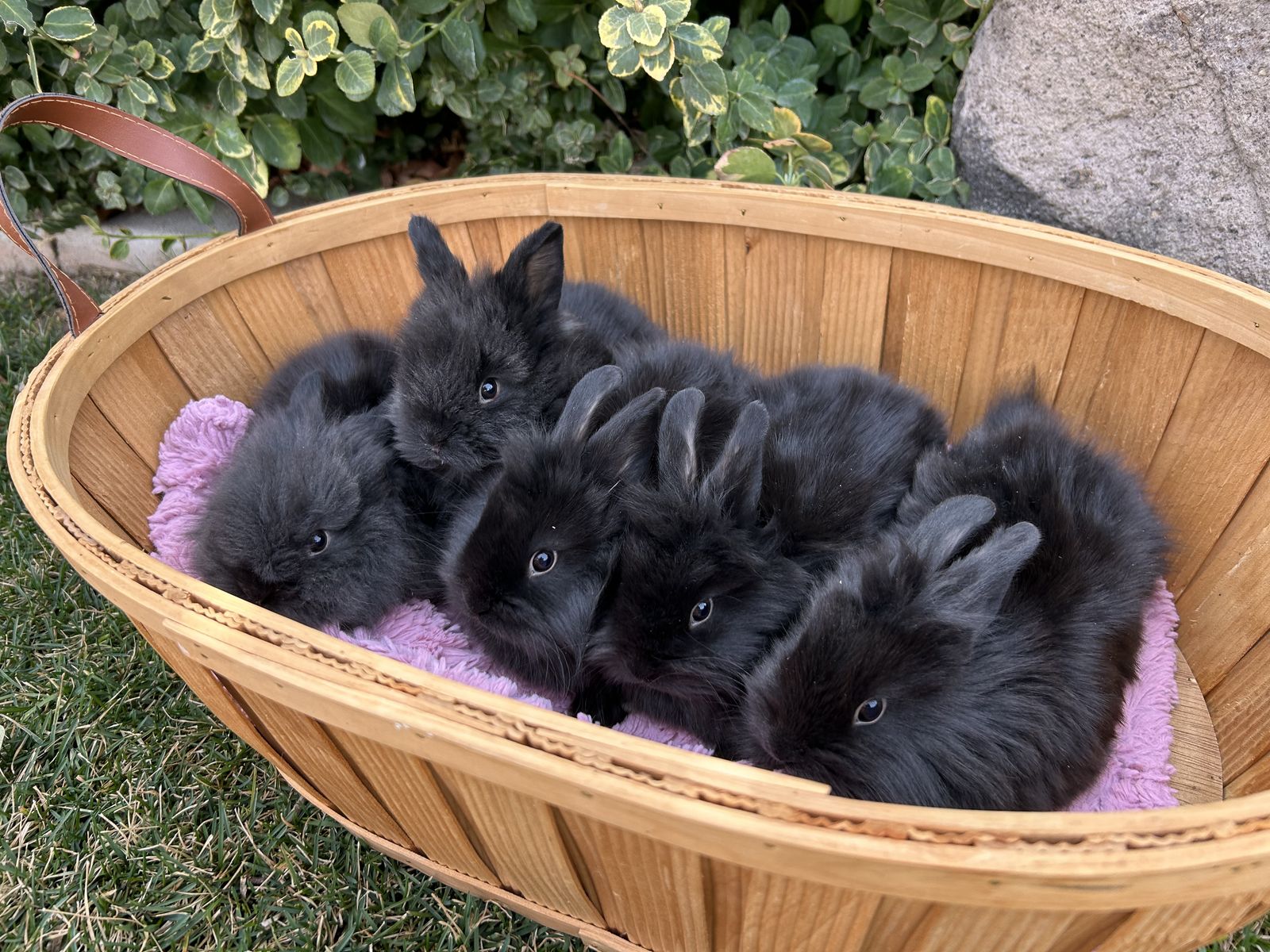 Baby Lionheads