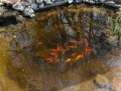 50+ Live Goldfish for Pond or Aquarium - Healthy, Vibrant Orange & Yellow Fish. need gone asap